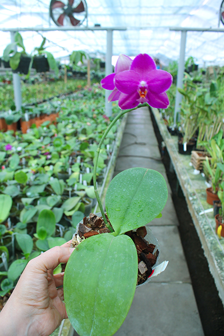 Phalaenopsis Mituo Sun 'Mituo#2' x Mituo King Bellina.jpg