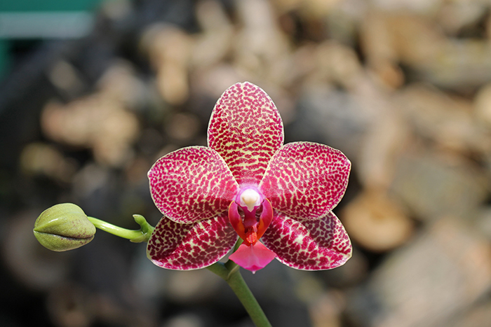 Phalaenopsis Mituo Sun 'Mituo#2' x Ya-Yi Qin.jpg