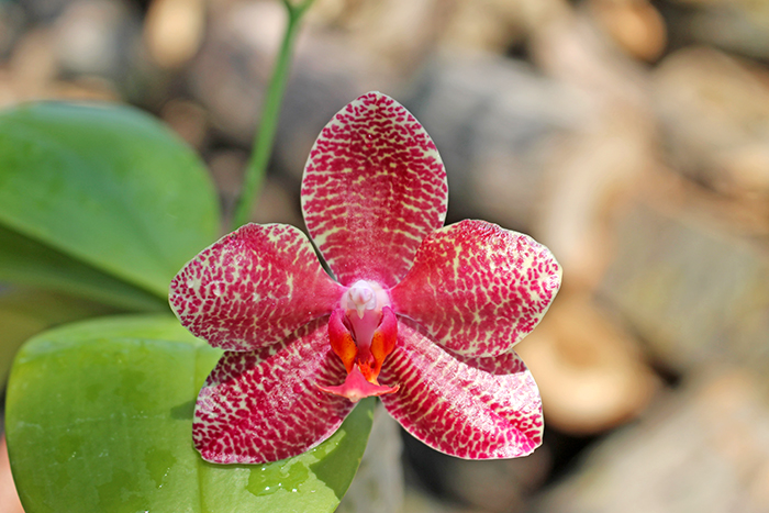 Phalaenopsis Mituo Sun 'Mituo#2' x Ya-Yi Qin.jpg