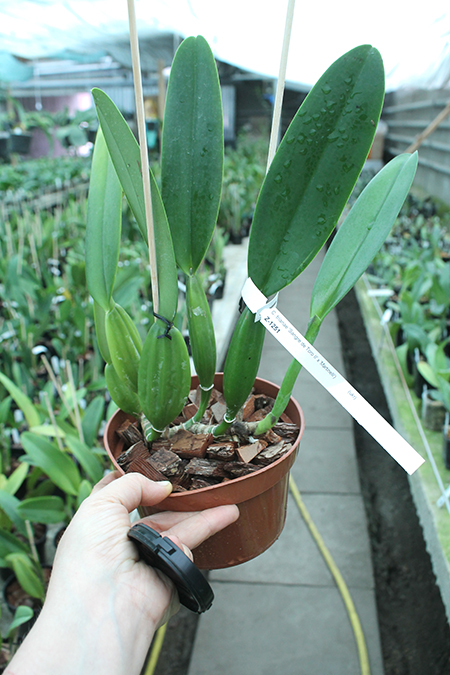 Cattleya trianae 'Sangre de Toro II' (25-8) x Cattleya trianae tipo 'Martinelli' (78-8).jpg