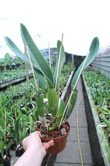 Cattleya labiata semi-alba ('Arlequim' x 'Branca de Neve').jpg