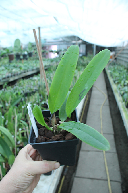 Cattleya labiata alba.jpg