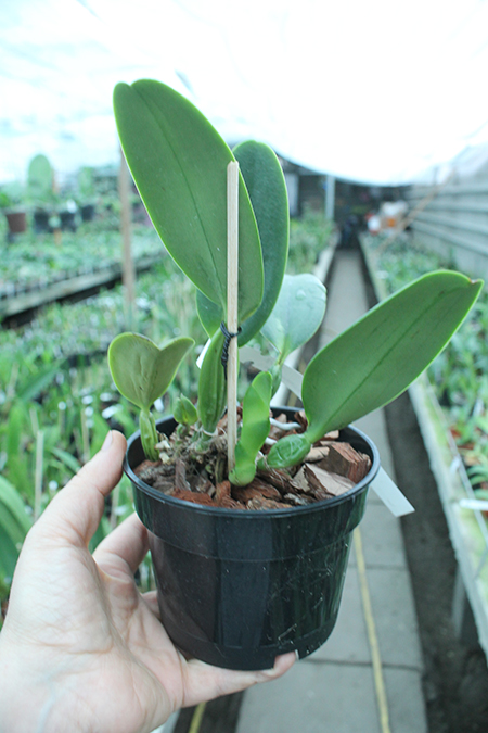 Cattleya labiata coerulea 'Filha de Junior' x coerulea 'Filha de Panelas'.jpg