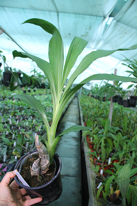 Fredclarkeara (Mormodia Painted Desert 'SVO' x Catasetum Alexa 'Good One').jpg