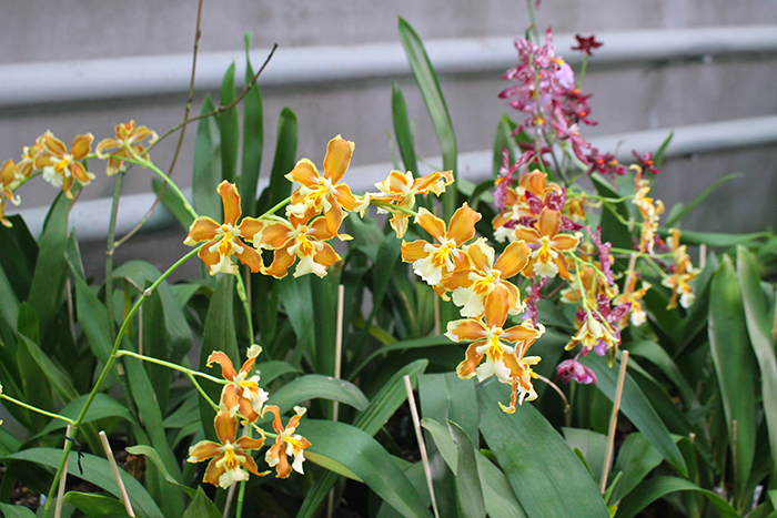 Odontoglossum trilobum x Odontocidium Tiger Glow.jpg
