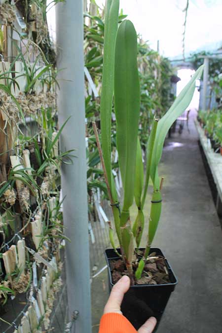 Laelia purpurata argolao x sib.jpg