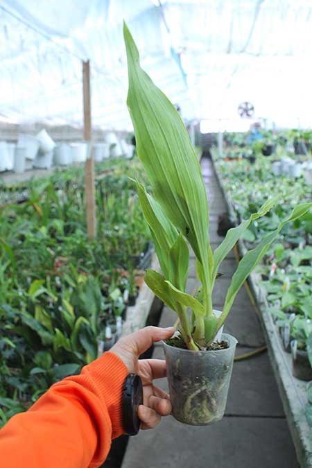 Zygonisia Murasakikomachi.jpg