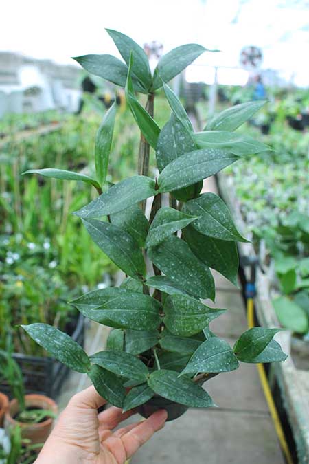 Dendrobium tetragonum.jpg