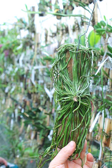 Chiloschista viridiflava.jpg