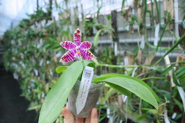 Phalaenopsis (speciosa 'All Purple' x Tzu Chiang Tetralitz).jpg