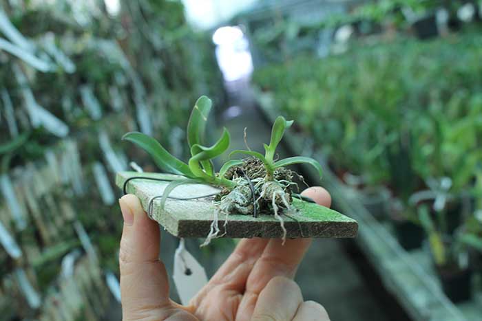 Dendrobium peguanum.jpg