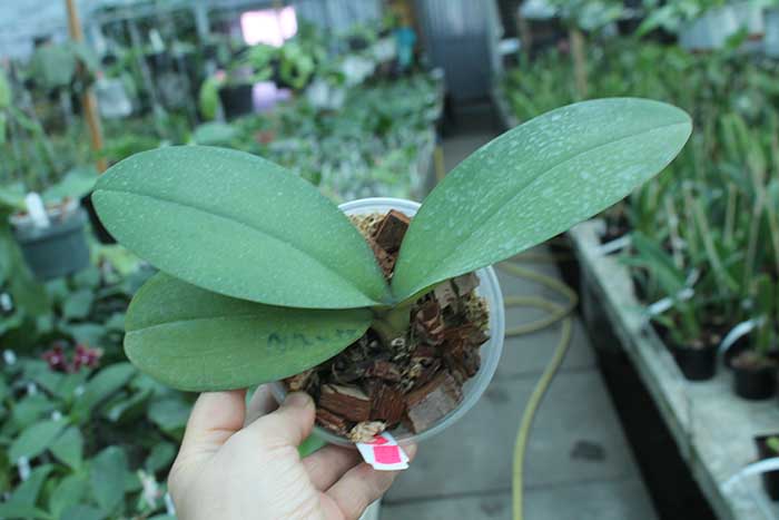 Phalaenopsis Diamond Beauty '1202' x Mituo Sun 'Mituo #1'.jpg