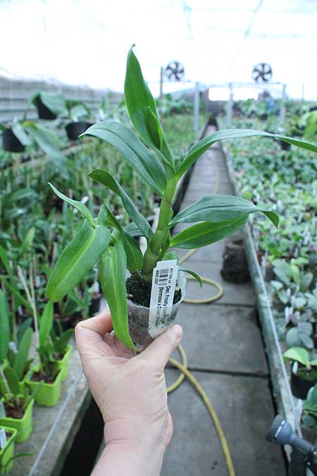 Dendrobium Frosty Dawn 'Eye' (formosa x Dawn Marie).jpg