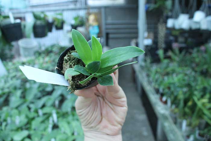 Dendrobium spectabile var alba x self.jpg