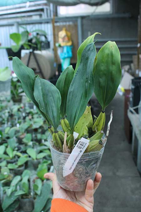 Bifrenaria harrisoniae semi-alba.jpg