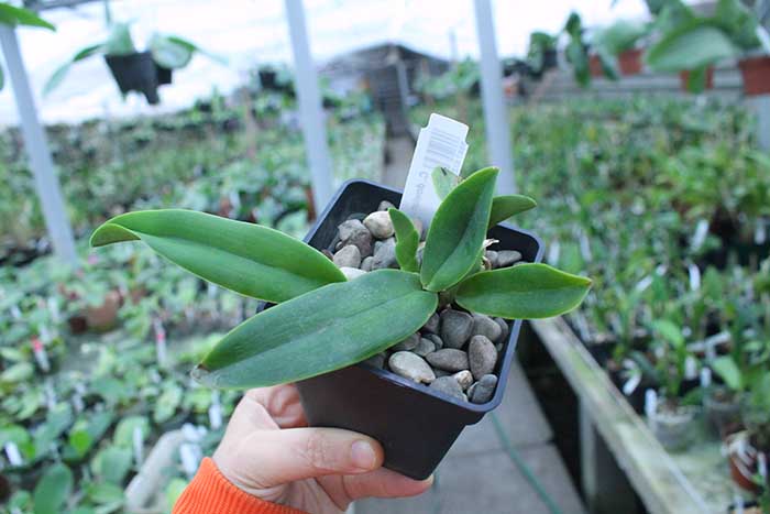 Cattleya dowiana 'Rosita'.jpg