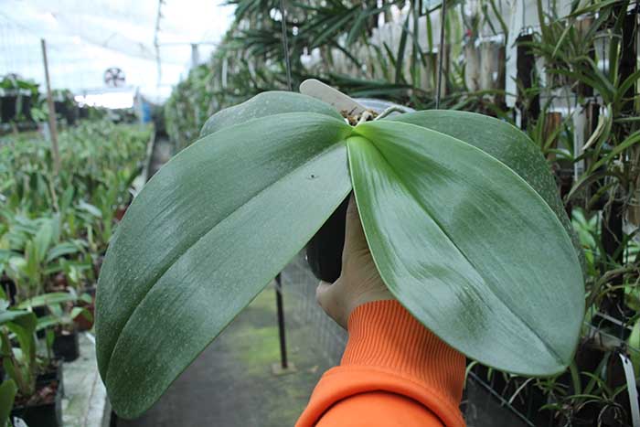 Phalaenopsis gigantea x Yaphon Super Jaguar.jpg
