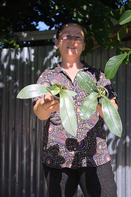 Phalaenopsis schilleriana x mannii black.jpg