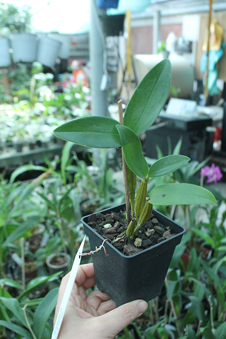 Dendrobium Roy Tokunaga.jpg