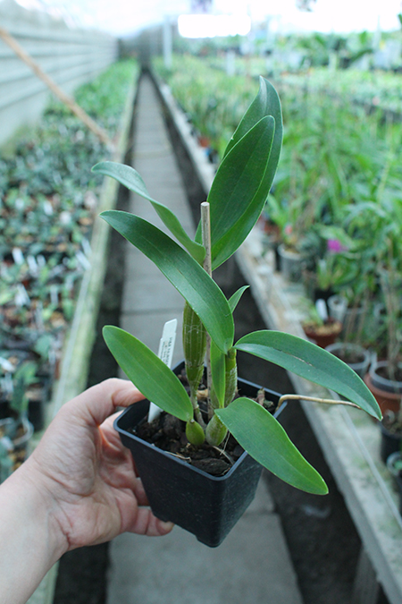 Dendrobium Mini Snowflake x Micro Chip.jpg