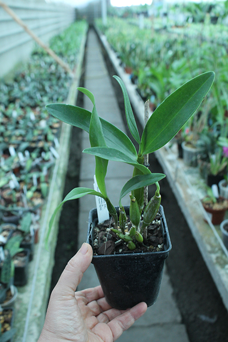 Dendrobium Joyce Kelly.jpg