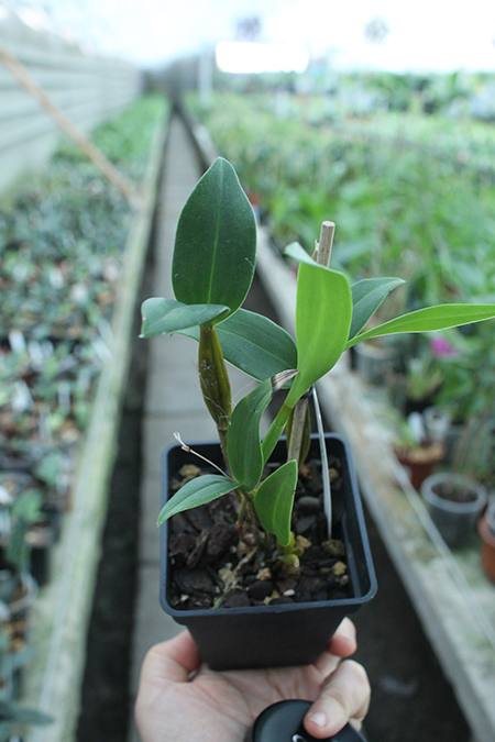 Dendrobium Maiden Charlotte x Micro Chip.jpg