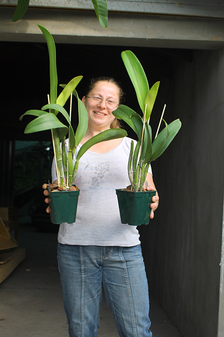 Brassolaeliocattleya Young Kong 'Sun No16'.jpg