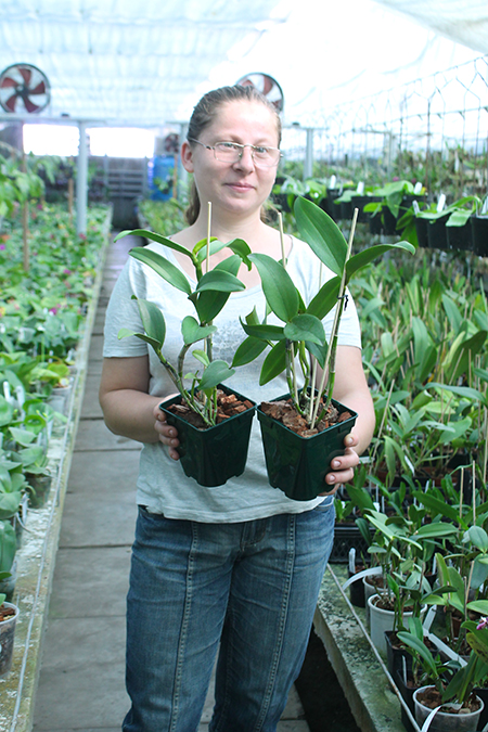 Cattlianthe Siamese Doll 'Kiwi'.jpg