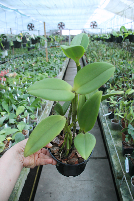 Cattleya intermedia alba x self.jpg
