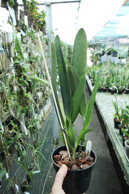 Laelia purpurata russelliana x self.jpg