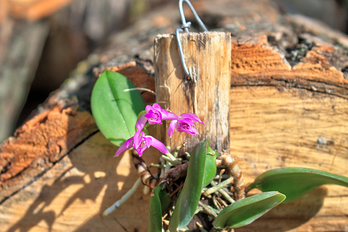 Meiracyllium trinasutum.jpg