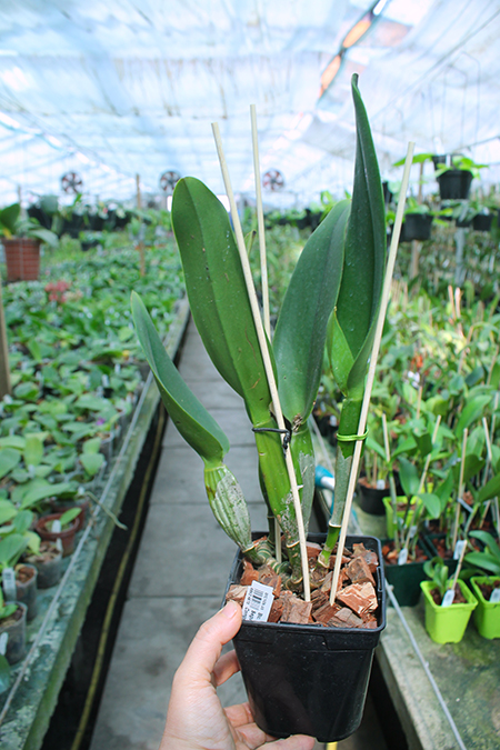 Brassolaeliocattleya Kuwale Gem 'Shin Shin'.jpg