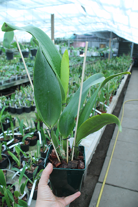 Rhyncholaeliocattleya Tzeng-Wen Sunset 'Sweet potato'.jpg