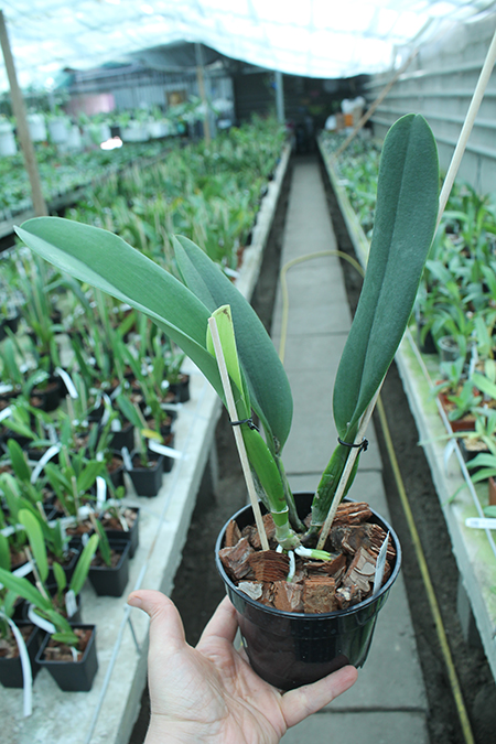 Laeliocattleya Bonanza Queen.jpg