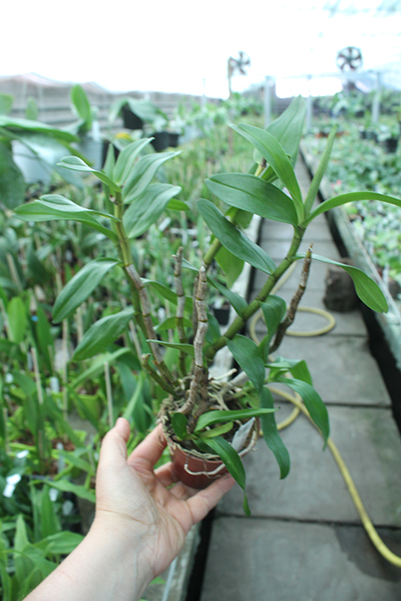 Dendrobium Dawn Marie.jpg