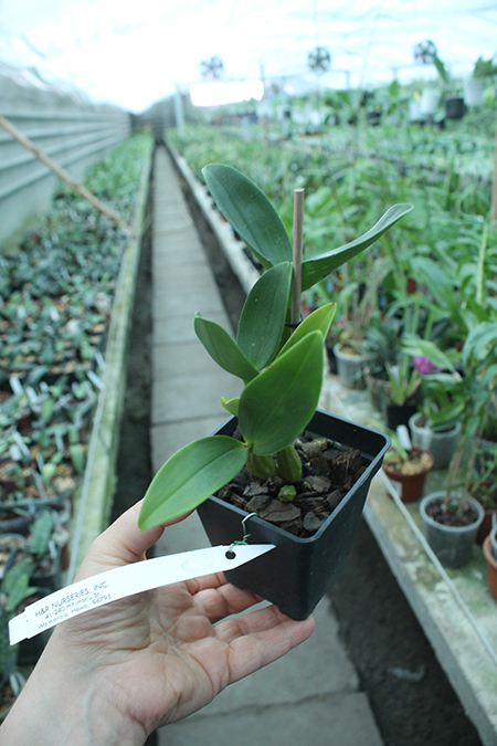 Dendrobium Roy Tokunaga.jpg