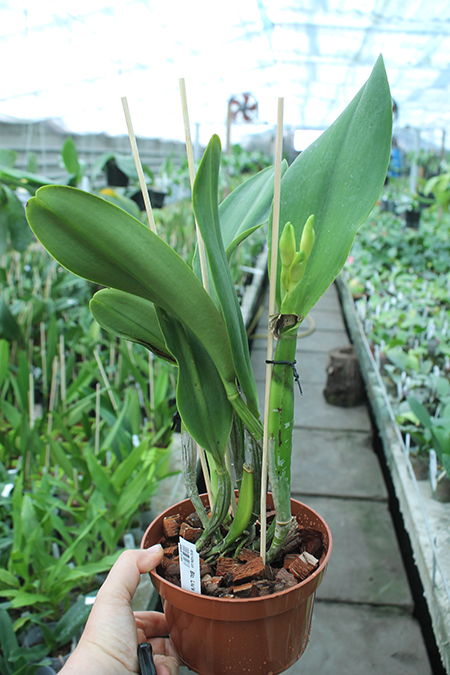Brassolaeliocattleya Liu's Joyance 'Panther'.jpg