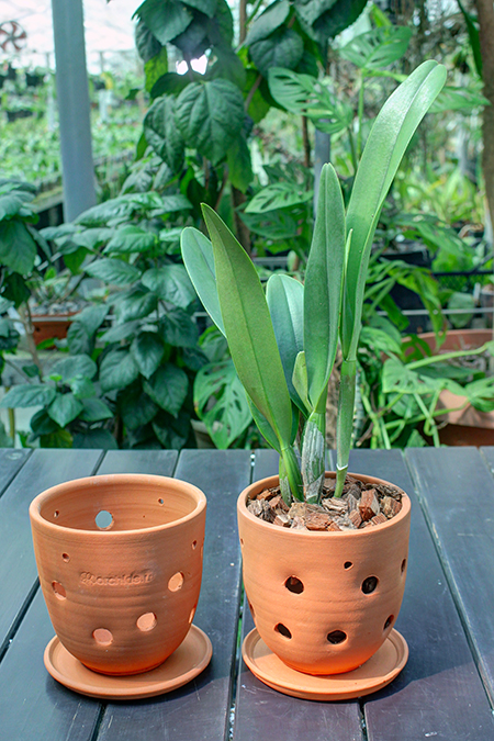 Orchid pots.jpg