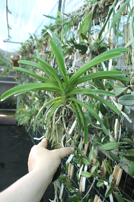 Rhynchostylis coelestis blue.jpg