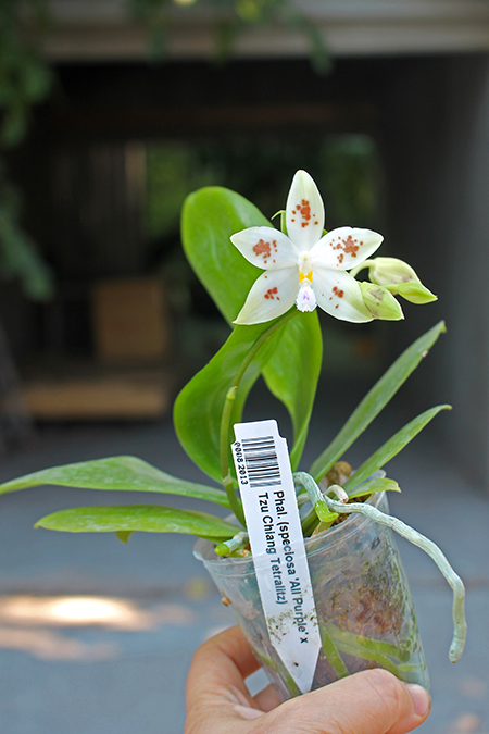 Phalaenopsis (speciosa 'All Purple' x Tzu Chiang Tetralitz).jpg