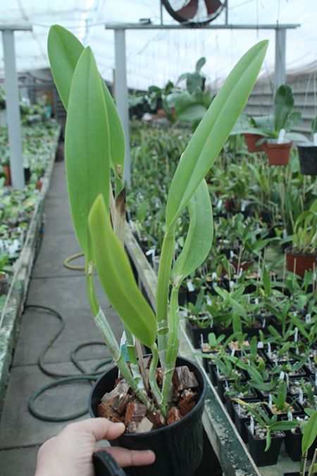 Rhyncholaeliocattleya Golf Green 'Lu-Chi' (OG).jpg