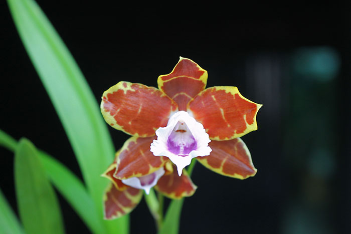 Miltonia candida.jpg