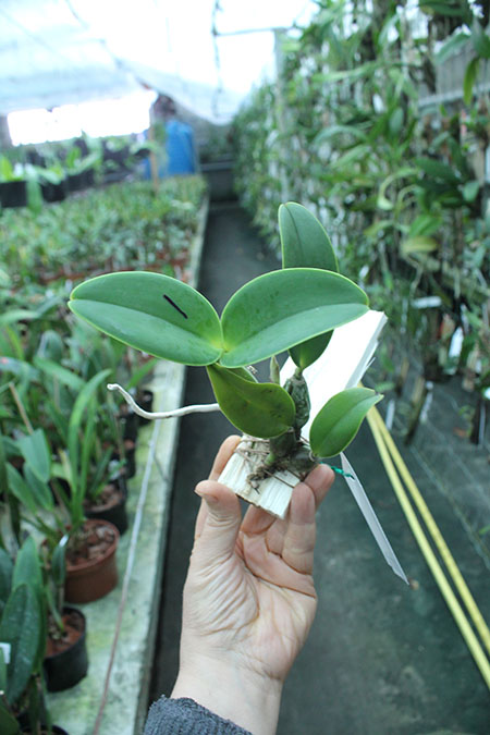 Cattleya nobilior amalie.jpg