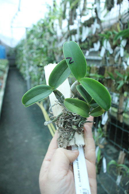 Cattleya nobilior semi-alba.jpg
