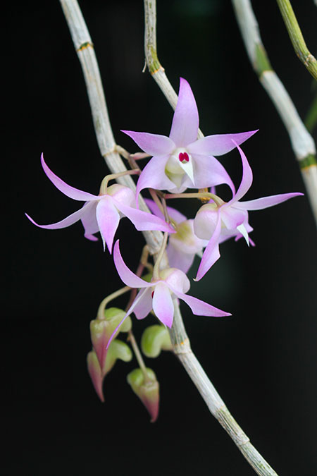 Dendrobium bifurcatum.jpg