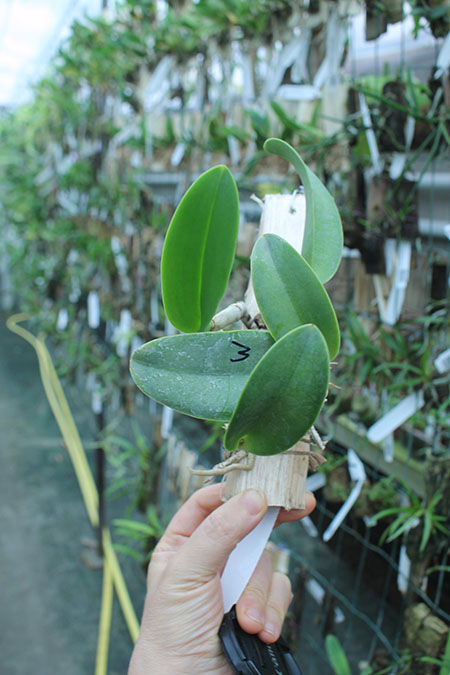 Cattleya walkeriana semi-alba x self.jpg