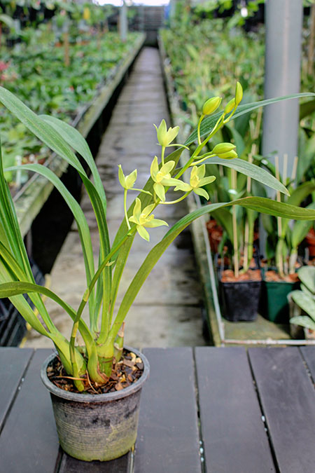 Grammatocymbidium Lovely Melody 'HK'.jpg