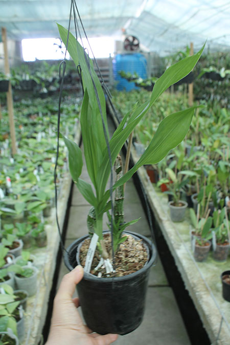 Clowesetum (Raymond Lerner x fuchsii) x Catasetum Orchidglade.jpg