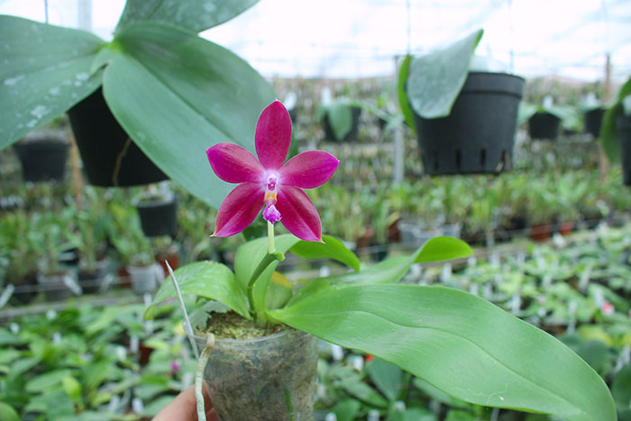 Phalaenopsis LD's Bear King 'YK-10' x spesiosa 'Blue'.jpg