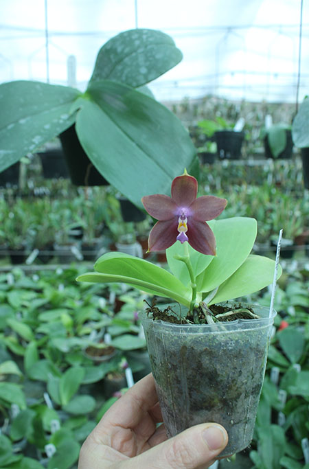 Phalaenopsis Ld's Bear King 'Blue Lip' x LD Purple Bear.jpg